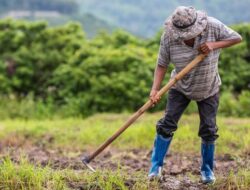 Petani Sukses: Meraih Rp 952 Juta dengan Mengalahkan Tradisi